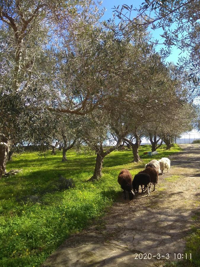 Ktima Tzamika Episkopi-Chania Exterior foto